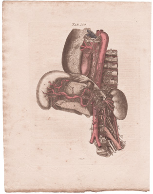 A View of the Great Sympathetic and Eighth Pair of Nerves...